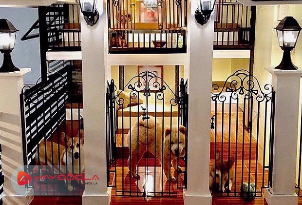 khách sạn chó mèo - Hotel Dog Cat