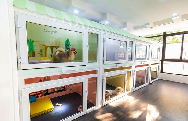 Top 7 khách sạn chó mèo uy tín và tốt nhất tại TP. Hồ Chí Minh