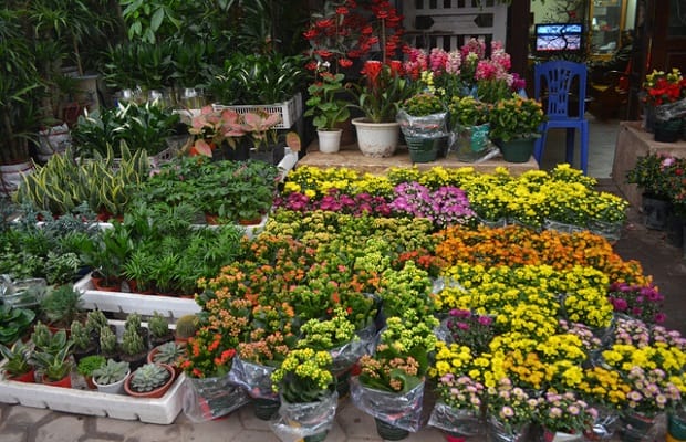 Chợ hoa tết 2021 Hà Nội - chợ hoa Hoàng Hoa Thám