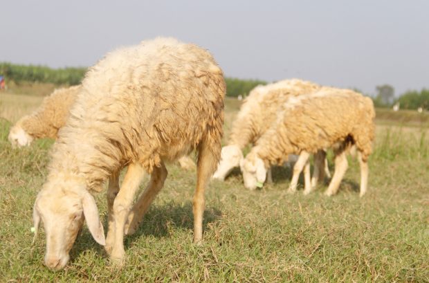 Cánh đồng cừu - Nơi sống ảo của giới trẻ
