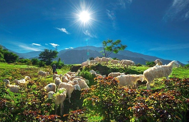 địa điểm du lịch ninh thuận đồi cừu