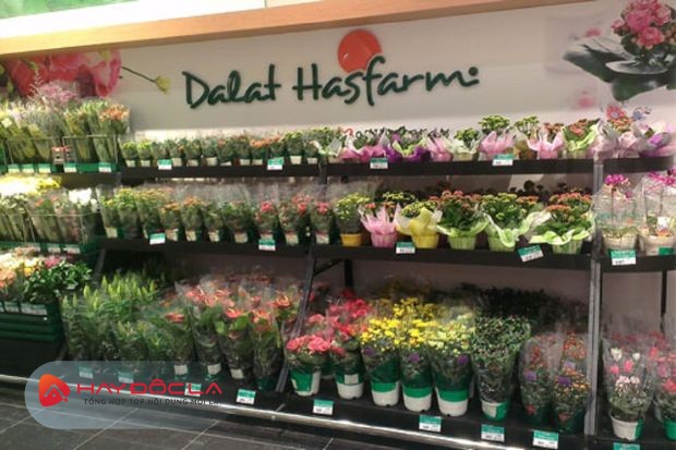 Dalat Hasfarm - địa chỉ bán hoa Valentine ở Đà Lạt