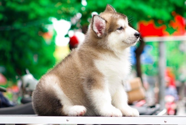 S&C Dog Shop shop bán chó Alaska