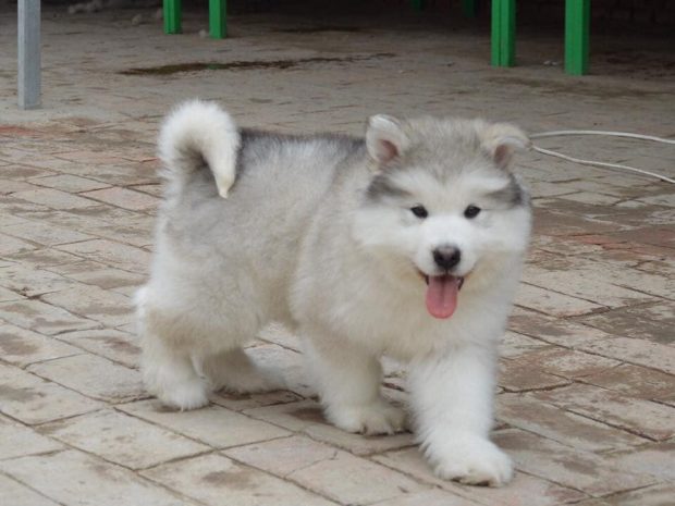 Dogily Petshop shop bán chó Alaska