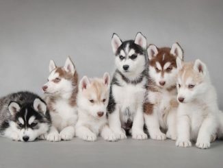 Top 8 shop bán chó Alaska giá rẻ, uy tín tốt nhất Việt Nam