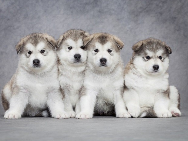 Tùng Lộc Pet shop bán chó Alaska