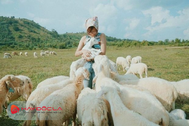 đồng cừu Suối Nghệ - địa điểm du lịch Vũng Tàu