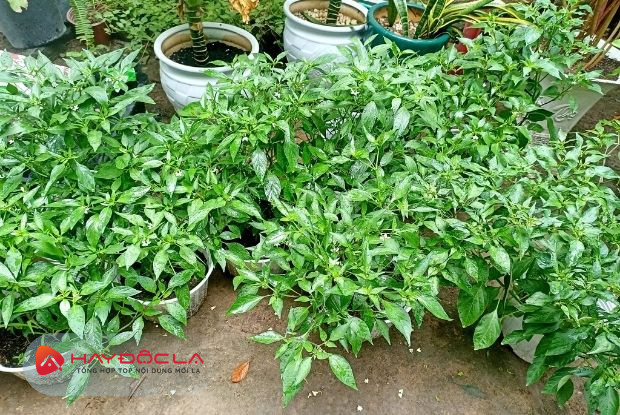 Vườn cây giống có dịch vụ trồng rau sạch tại nhà Đà Nẵng