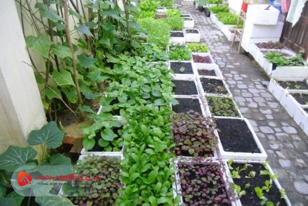 Ngọc Khang Garden dịch vụ trồng rau sạch tại nhà Đà Nẵng