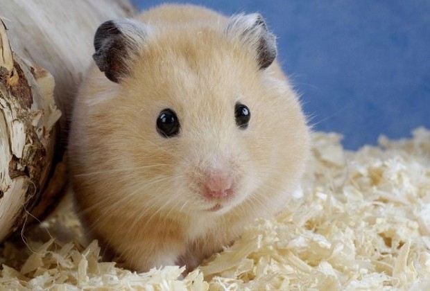 Top 6 shop bán chuột hamster