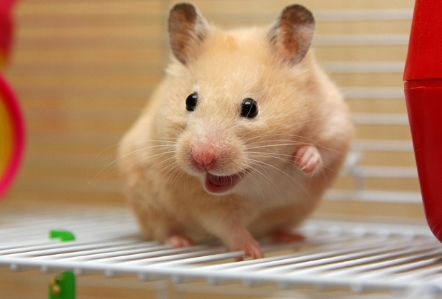Top các shop bán chuột hamster