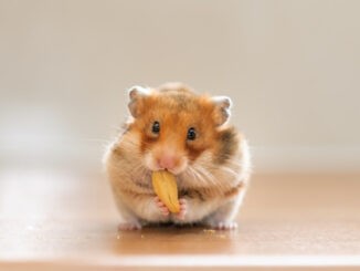 Địa chỉ các shop bán chuột hamster