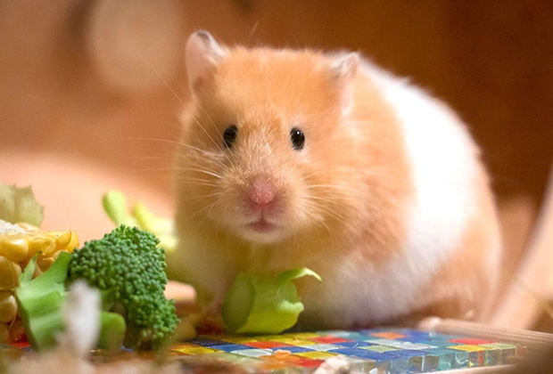 cửa hàng bán thức ăn cho chuột hamster chất  lượng
