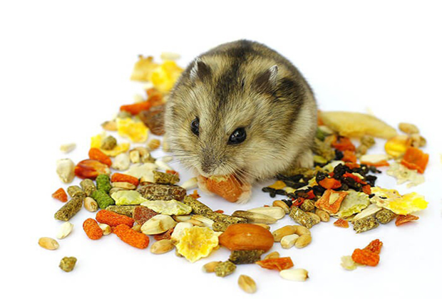 cửa hàng bán thức ăn cho chuột hamster uy tín
