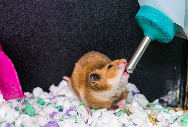 cửa hàng bán thức ăn cho chuột hamster giá rẻ