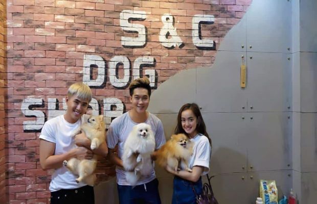 shop bán chó poodle - SC Dog Shop