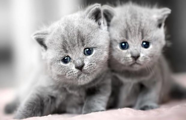 shop bán mèo TPHCM - Meo Meo Cattery