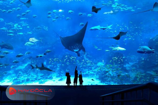 Thủy cung S.E.A. Aquarium - các điểm du lịch Singapore
