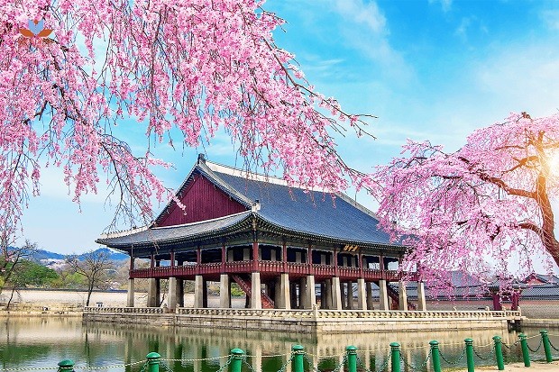 du lịch Hàn Quốc 2022 - hoa anh đào