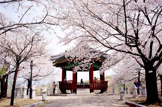 du lịch Hàn Quốc mùa nào đẹp nhất - Mùa xuân