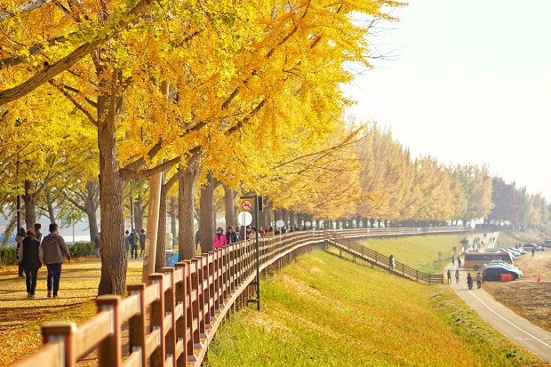 du lịch Hàn Quốc mùa nào đẹp nhất - Mùa thu