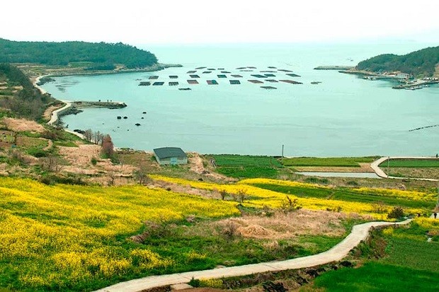 du lịch Hàn Quốc mùa nào đẹp nhất - Đảo Cheongsando