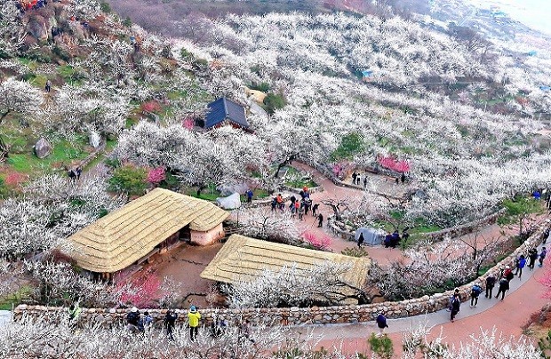 du lịch Hàn Quốc mùa nào đẹp nhất - Làng Gwangyang Maehwa