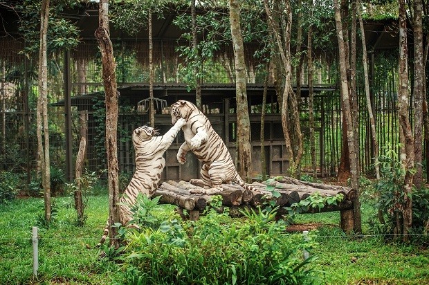 du lịch Thái Lan đi đâu - Zoo Safari