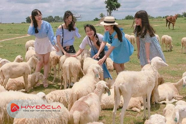 Đồng cừu Suối Nghệ là một trong các khu du lịch Vũng Tàu