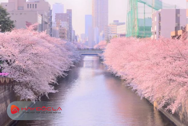 Sông Meguro là địa điểm du lịch Nhật Bản
