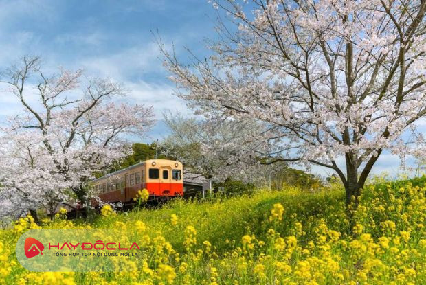 Đường sắt Isumi địa điểm du lịch Nhật Bản mùa xuân