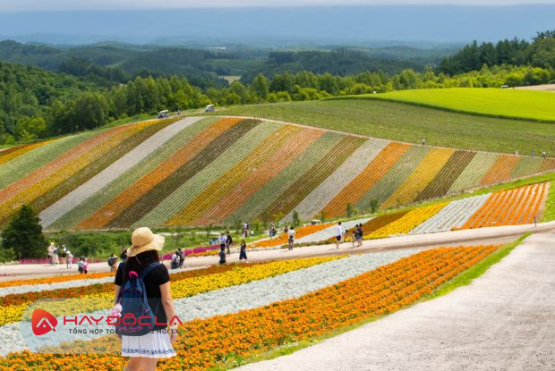 Ngọn đồi Shikisai-no-Oka đầy màu sắc tuyệt đẹp