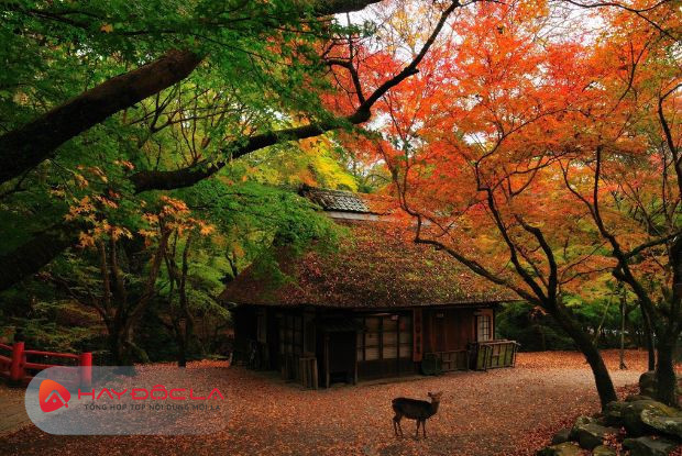 Công viên Nara là địa điểm du lịch Nhật Bản