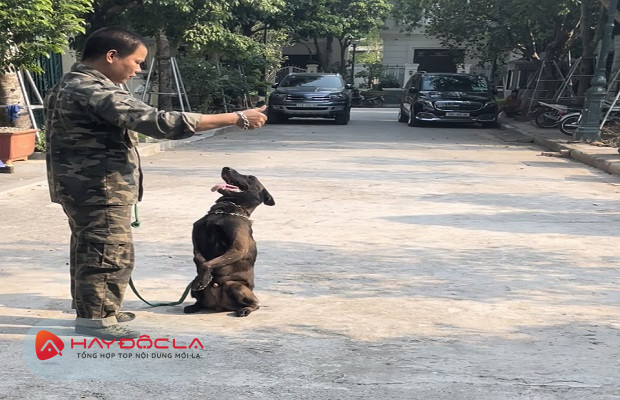 Dịch vụ huấn luyện chó tại nhà Hà Nội - Trung tâm huấn luyện chó Đức Anh
