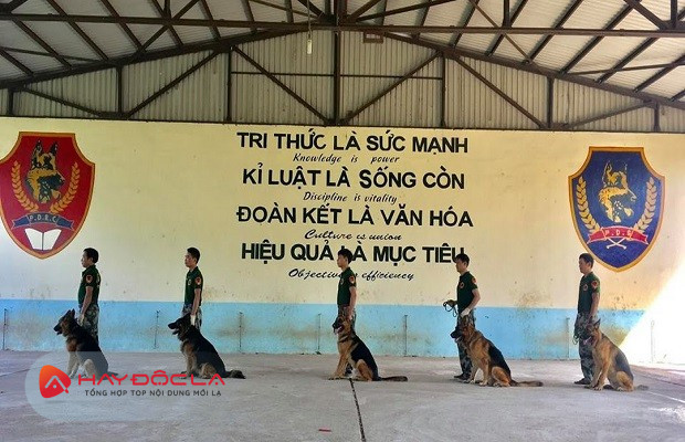 Trung tâm đào tạo chó nghiệp vụ PDS Việt Nam