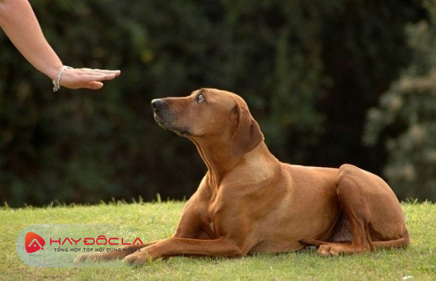 Dịch vụ huấn luyện chó tại nhà Hà Nội - Happy Land Dog Training