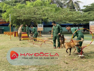 Dịch vụ huấn luyện chó tại nhà Hà Nội - Bệnh viện thú y Pethealth