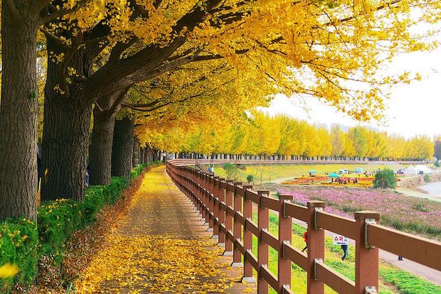 Du lịch Hàn Quốc mùa nào đẹp -  Asan Gingko Tree Road 