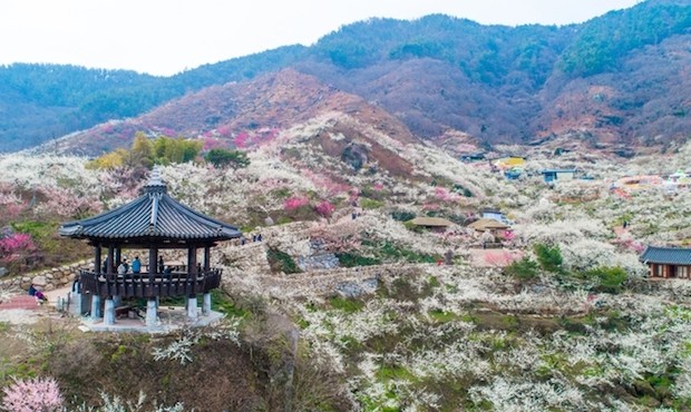 Du lịch Hàn Quốc mùa nào đẹp - Gwangyang Maehwa
