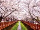 du lịch hàn quốc mùa nào đẹp - Hàn Quốc mùa xuân