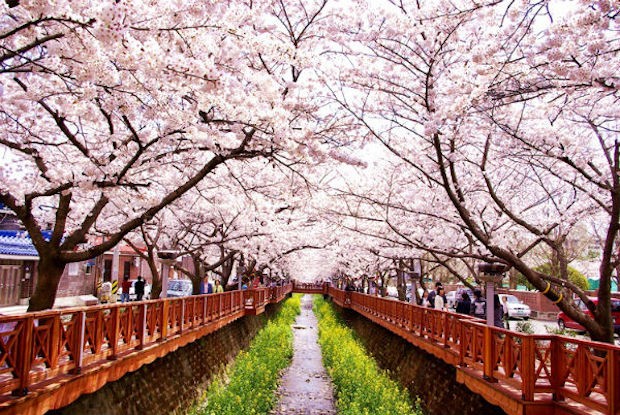 Du lịch Hàn Quốc mùa nào đẹp - Jinhae