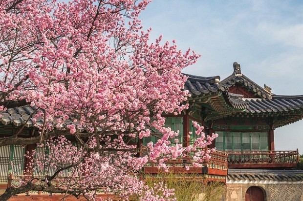 du lịch Hàn Quốc tháng nào đẹp nhất - Từ tháng 3 đến tháng 5