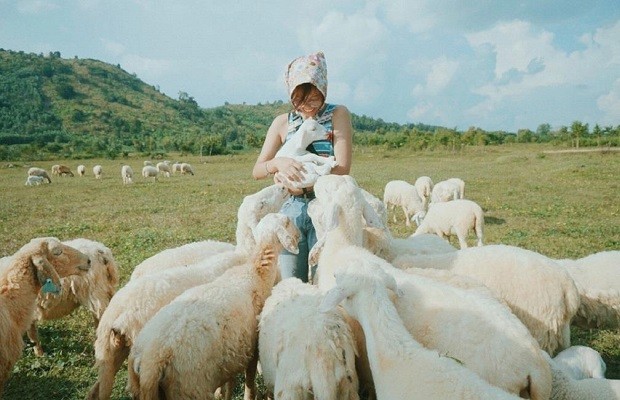 kinh nghiệm du lịch Nghệ An - Cánh đồng nuôi cừu