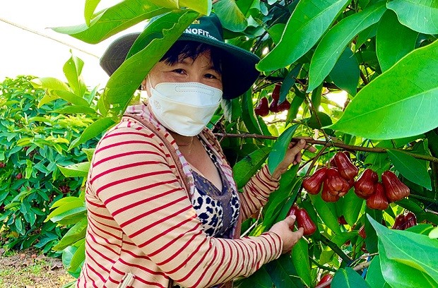 vườn trái cây miền Tây - Cù Lao Tân Lộc
