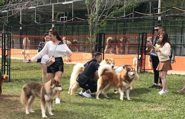 Địa điểm du lịch Đà Lạt 2022 - Trang trại cún
