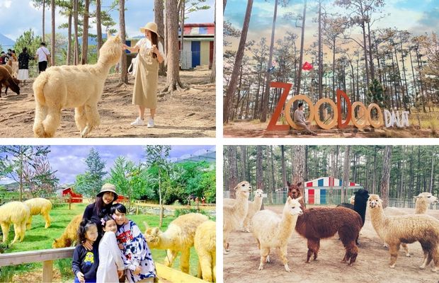 Địa điểm du lịch Đà Lạt 2022 - Vườn Thú ZooDoo