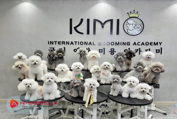 dịch vụ cắt tỉa lông chó tại hà nội - Kimi Pet