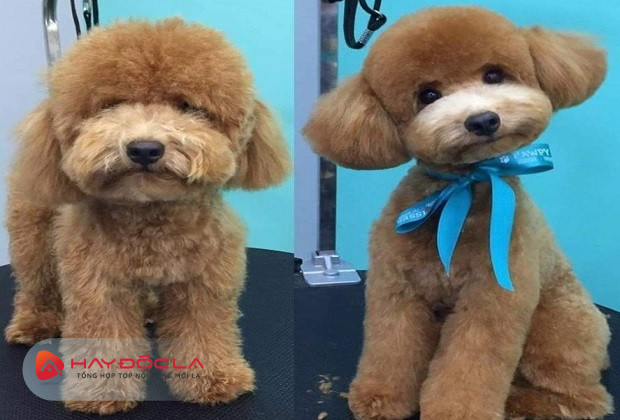 dịch vụ cắt tỉa lông chó tại hà nội - Beauty Pet Shop