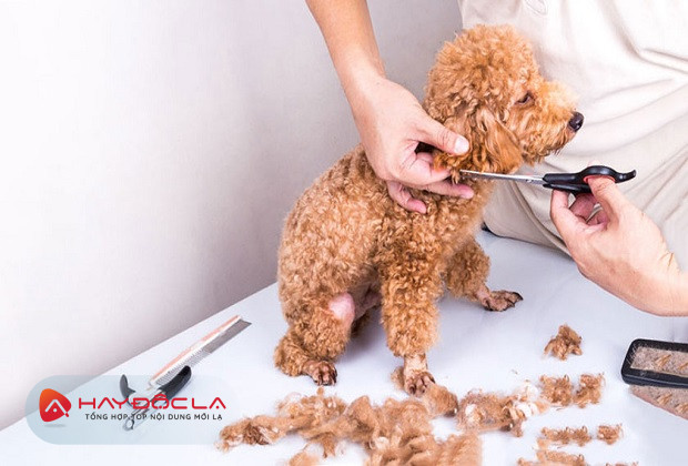 dịch vụ cắt tỉa lông chó tại hà nội - J & Pet Shop Spa