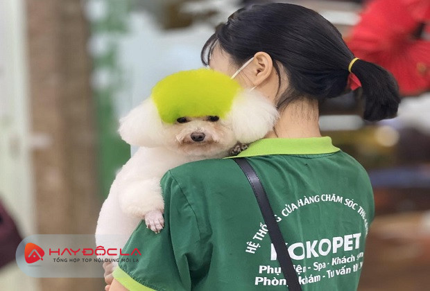 dịch vụ cắt tỉa lông chó tại hà nội - Koko Pet